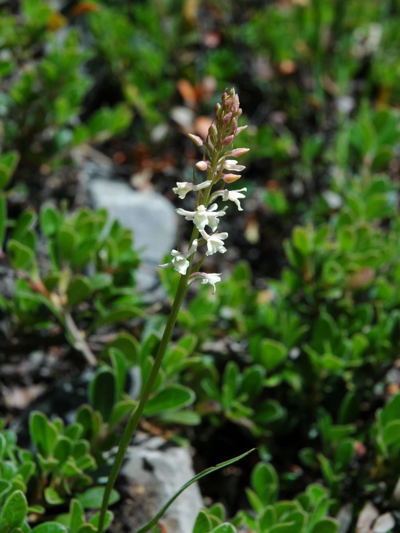 Gymnadenia odoratissima